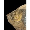 Trilobit Conocoryphe cirina – Rejkovice, ČR