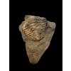 Trilobit Conocoryphe cirina – Rejkovice, CZ