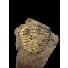 Trilobite Conocoryphe cirina – Rejkovice, CZ