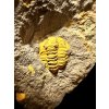 Trilobit Skreiaspis spinosa – Rejkovice, CZ