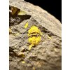 Trilobite Skreiaspis spinosa – Rejkovice, CZ