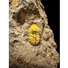 Trilobit Skreiaspis spinosa – Rejkovice, ČR