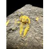 Trilobit Skreiaspis spinosa – Rejkovice, CZ