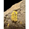 Trilobit Skreiaspis spinosa – Rejkovice, ČR