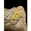 Trilobit Skreiaspis spinosa – Rejkovice, CZ