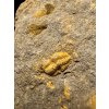 Trilobite Skreiaspis spinosa – Rejkovice, CZ