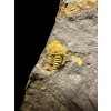 Trilobit Skreiaspis spinosa – Rejkovice, CZ