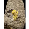 Trilobite Skreiaspis spinosa – Rejkovice, CZ