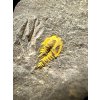 Trilobit Skreiaspis spinosa – Rejkovice, CZ