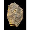 Trilobit Skreiaspis spinosa – Rejkovice, ČR