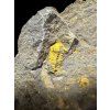 Trilobit Skreiaspis spinosa – Rejkovice, ČR