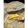 Trilobit Skreiaspis spinosa – Rejkovice, ČR