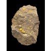 Trilobit Skreiaspis spinosa – Rejkovice, ČR