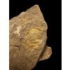 Trilobit Skreiaspis spinosa – Rejkovice, CZ