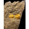 Trilobite Skreiaspis spinosa – Rejkovice, CZ