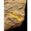 Trilobit Skreiaspis spinosa – Rejkovice, ČR