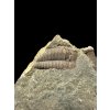 Trilobit Ellipsocephalus hoffi – Jince, ČR
