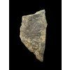 Trilobit Ellipsocephalus hoffi – Jince, CZ