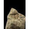 Trilobit Ellipsocephalus hoffi – Jince, CZ