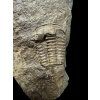 Trilobit Ellipsocephalus hoffi – Jince, CZ