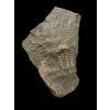 Trilobit Ellipsocephalus hoffi – Jince, ČR
