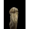 Trilobite Ellipsocephalus hoffi – Jince, CZ