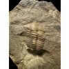 Trilobit Ellipsocephalus hoffi – Jince, ČR