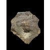 Trilobit Ellipsocephalus hoffi – Jince, CZ