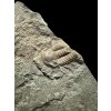 Trilobite Ellipsocephalus hoffi – Jince, CZ