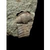 Trilobit Ellipsocephalus hoffi – Jince, ČR