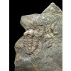 Trilobite Ellipsocephalus hoffi – Jince, CZ