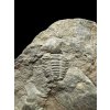 Trilobit Ellipsocephalus hoffi – Jince, CZ