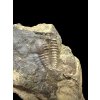 Trilobite Ellipsocephalus hoffi – Jince, CZ