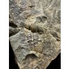 Trilobit Ellipsocephalus hoffi – Jince, CZ