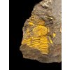 Trilobite Conocoryphe cirina – Rejkovice, CZ