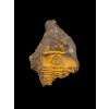 Trilobit Conocoryphe cirina – Rejkovice, CZ
