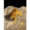 Trilobite Conocoryphe cirina – Rejkovice, CZ