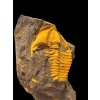 Trilobite Conocoryphe cirina – Rejkovice, CZ