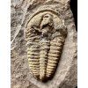 Trilobite Conocoryphe cirina – Rejkovice, CZ