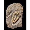 Trilobit Conocoryphe cirina – Rejkovice, ČR