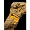 Trilobit Skreiaspis spinosa – Rejkovice, ČR