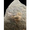 Trilobit Litavkaspis rejkovicensis – Rejkovice, ČR