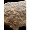 Trilobit ALitavkaspis rejkovicensis – Rejkovice, CZ