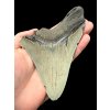 Megalodon fossil tooth 13cm – North Carolina, USA