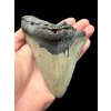 Fossiler Zahn eines Megalodons 13cm – North Carolina, USA