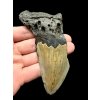 Megalodon fossil tooth 10cm – North Carolina, USA