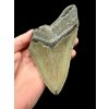 Megalodon fossil tooth 13cm – North Carolina, USA