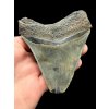 Megalodon fossil tooth 8cm – North Carolina, USA