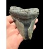 Fossiler Zahn eines Megalodons 8cm – North Carolina, USA