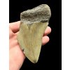Megalodon fossil tooth 10cm – North Carolina, USA